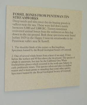 Buffalo%20-%20Notice